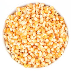 YELLOW POPCORN, ORGANIC 25 LB