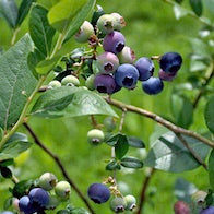 BLUEBERRY PLANTS, 2-3 YEARS OLD (BUNDLE OF 3 PLANTS)