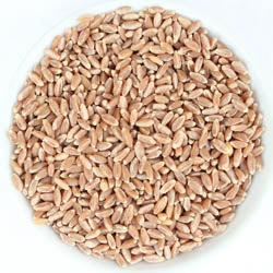 WHEAT BERRIES, HARD RED SPRING, 25 LB BAG